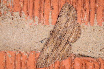 Common Bark Moth, Hughes, ACT, January 2021