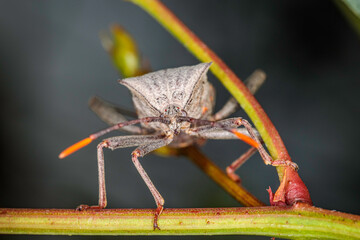 Crusader Bug, Hughes, ACT, January 2021