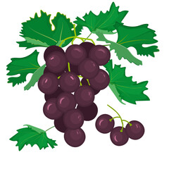 A bunch of purple grapes with green leaves in flat style.Botanical design isolated on white background.Vector illustration.
