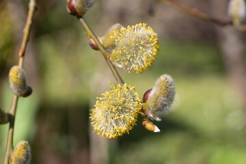 Male catkins of goat willow in a garden during winter - 422261658