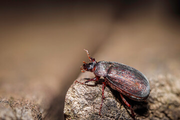 Dusky Pasture Scarab, Hughes, ACT, December 2020