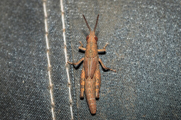 Mimetic Gumleaf Grasshopper, Hughes, ACT, December 2020