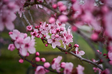 Pink cherry blossom closeup