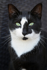 black and white cat looking at the camera