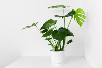 A beautiful monstera flower in a modern pot stands on a table against a white wall. The concept of minimalism.