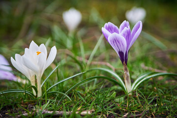Spring crocuses white and purple