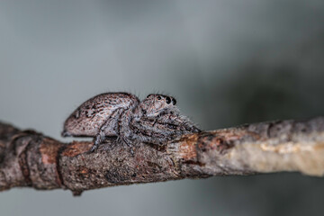 Severe Jumping Spider, Hughes, ACT, January 2021