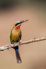 White-fronted Bee-eater (Merops bullockoides) with an insect as a prey sitting on a branch in Zimanga Game Reserve near Mkuze in South Africa