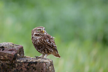 Little owl (Athene noctua) sitting on a wall in the meadows in the Netherlands with a green background