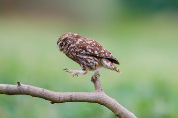 Little owl (Athene noctua) jumping on a branch in the meadows in the Netherlands with a green background