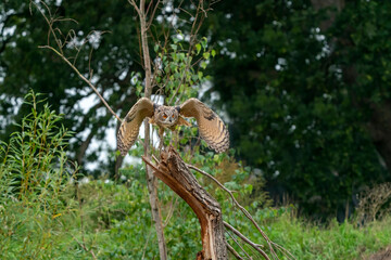 A Eurasian Eagle Owl or Eagle Owl Flying above a tree stump in the forest. With spread wings, just above the stump. Seen from the front