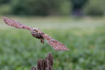 Little owl (Athene noctua) flying in the meadows in the Netherlands
