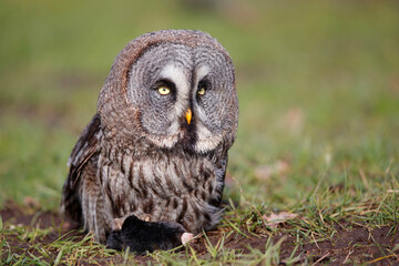 Great Grey Owl or Lapland Owl (Strix nebulosa) sitting on the ground with a mole
