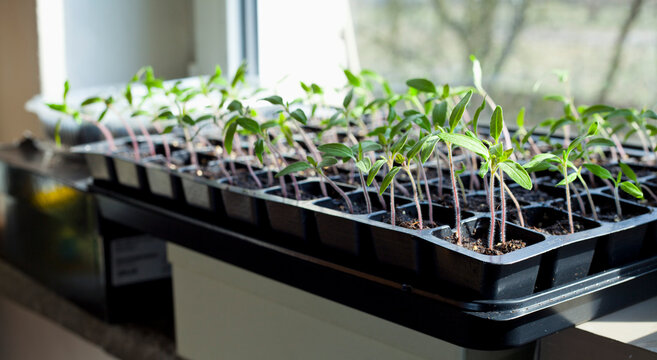 Tomato seedlings growing in a plastic multitray on a sunny windowsill.