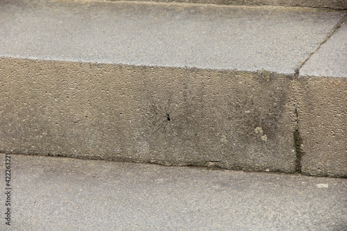 石階段を上るザトウムシの一種 Wall Mural Wallpaper Murals Misumaru51shingo