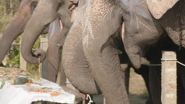 Sauraha, Chitwan, Nepal. 2/1/2020.  Close  up of elephants eating fruits and vegetables at Chitwan 16th Elephant Festival.