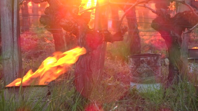 FRANCE, GIRONDE, POMEROL, OIL BURNING SMUDGE POTS IN VINEYARD DURING SUB-ZERO TEMPERATURES OF MARS 2021, BORDEAUX VINEYARD. High quality 4k footage