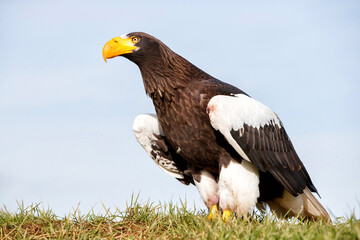 Steller's sea eagle (Haliaeetus pelagicus) sitting on a small hill with the sky as a background