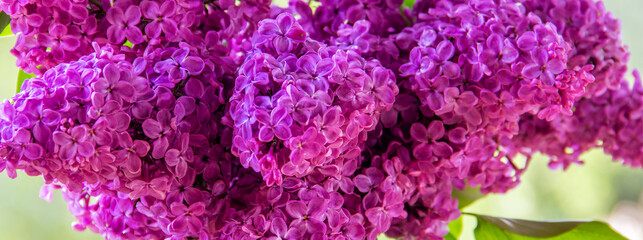Purple (Violet) Lilac Flower close-up. Syringa vulgaris (common lilac). Spring flowers.