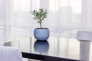 Small  Olive tree in blue flowerpot on table indoors. Ornamental plants for home decoration.