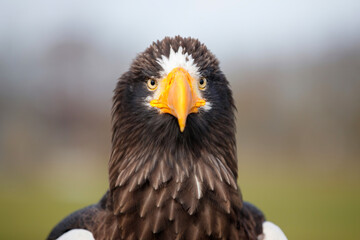 Portrait of a Steller's sea eagle (Haliaeetus pelagicus). The Steller’s Sea Eagle is a very large eagle.
