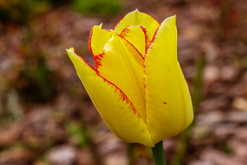 Yellow with red border tulip flower close-up in the garden. Bright blooming in spring.