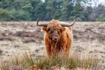 Scottish Higlander or Highland cow cattle (Bos taurus taurus) walking and grazing in a field in Deelerwoud in the Netherlands. 