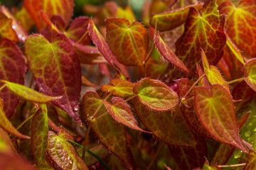 Natural background  of red green young foliage Epimedium. Perennial herbaceous plant.