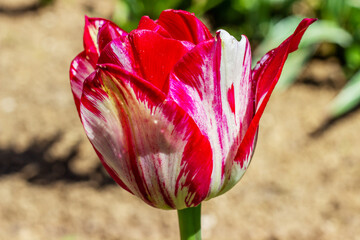 White red  tulip flower close-up in the garden. Bright blooming in spring..