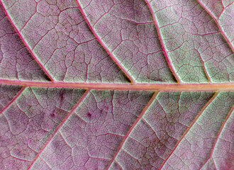  Natural texture  leaf with red veins. Maple leaf close-up..