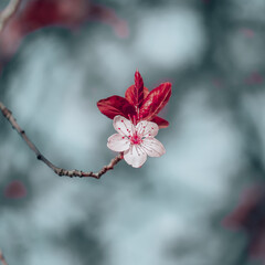 beautiful cherry blossom in spring season, sakura flower