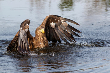 White-tailed Eagle (Haliaeetus albicilla) swimming and searching for food in the water in a lake 