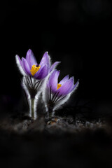 Two pulsatilla flowers isolated on black bachground, backlight
