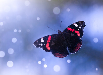 Close up butterfly on blue background with bokeh