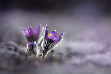Two pulsatilla flowers on soft blured background