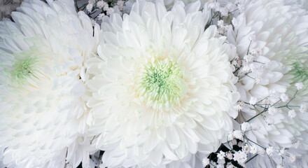White chrysanthemums close-up. Bouquet of chrysanthemums background.