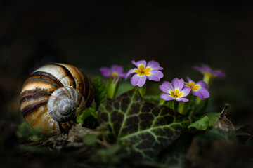 Close-up pink primula flowers with snail shell, ivy leaf on dark background
