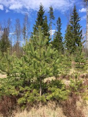 Yong pinetrees, spruce trees in early spring on sunny day, blue cludy sky