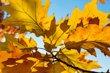 autumn leaves of red oak tree against the blue sky