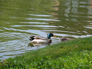 duck swimming in the water
