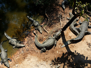 Crocodile farm. Tropical Zoo in Thailand