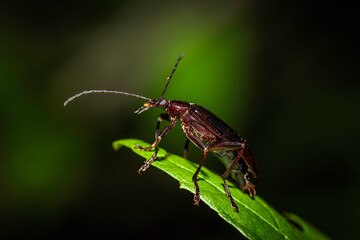 Comb-clawed Beetle (Tanychilus sp. (genus)) on a cherry tree in a garden