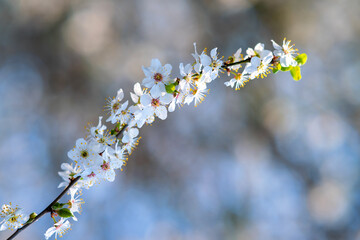 Fruit tree twigs with blooming white and pink petal flowers in spring garden.