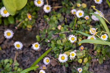 Small white daisy flowers blooming in spring garden.