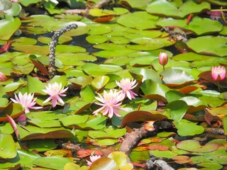 Pink Lilies in the Pond