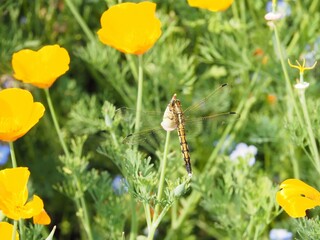 Dragonfly on a Flower