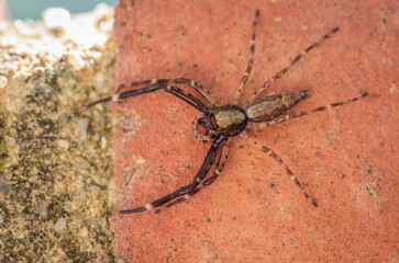 Jumping Spider (Helpis minitabunda) on a brick wall in a garden