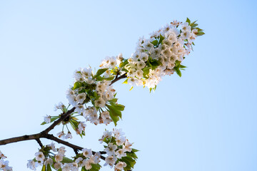 Fruit tree twigs with blooming white and pink petal flowers in spring garden.