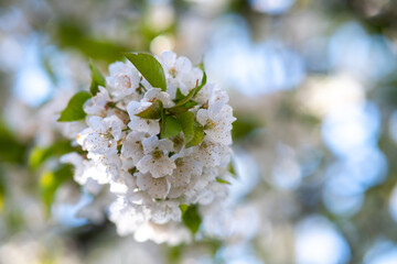Fruit tree twigs with blooming white and pink petal flowers in spring garden.