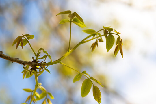 Walnut blooms. Green buds of walnut on tree branch on blurred background.